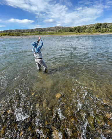 Untitled Hooking up on a Montana Trout